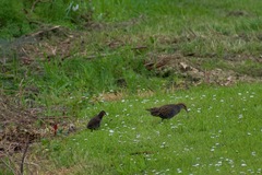 Gallirallus philippensis