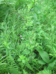 Lathyrus palustris pilosus