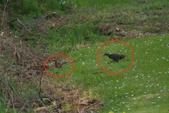 Gallirallus philippensis