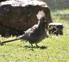 Corythaixoides concolor