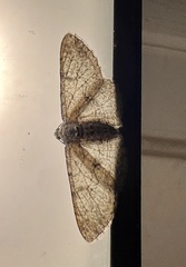 Cymatophora approximaria