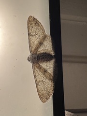 Cymatophora approximaria