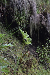 Prionosciadium thapsoides