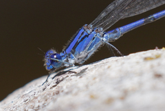 Argia sabino