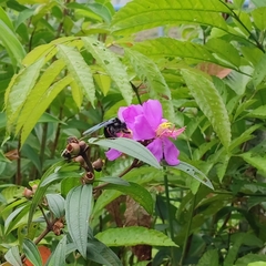 Xylocopa latipes