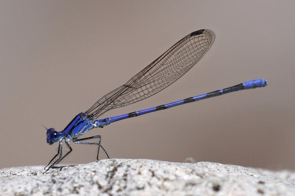 Sabino Dancer