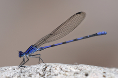 Argia sabino
