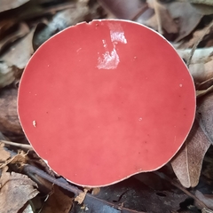 Phillipsia domingensis