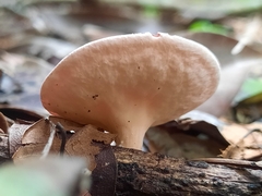 Phillipsia domingensis