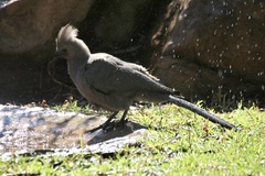 Corythaixoides concolor