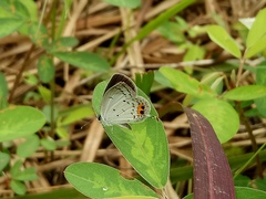 Everes lacturnus