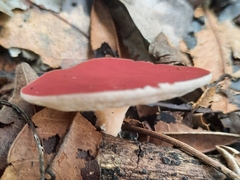 Phillipsia domingensis