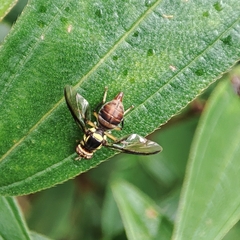 Bactrocera dorsalis
