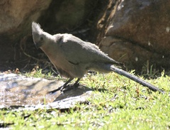Corythaixoides concolor
