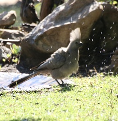 Corythaixoides concolor