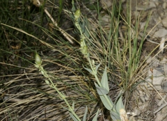 Penstemon secundiflorus