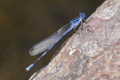 Argia sabino