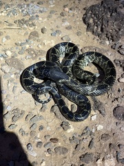 Lampropeltis splendida