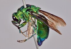 Chrysis lincea