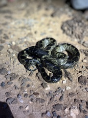 Lampropeltis splendida