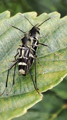 Xylotrechus javanicus