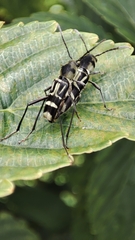 Xylotrechus javanicus