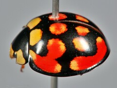 Cheilomenes sulphurea