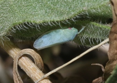 Gyponana angulata