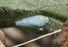 Gyponana angulata