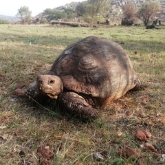 Stigmochelys pardalis