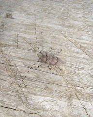 Acanthocinus aedilis