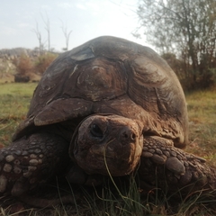 Stigmochelys pardalis