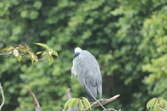 Ardea cinerea