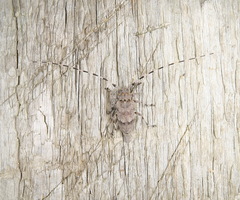 Acanthocinus aedilis