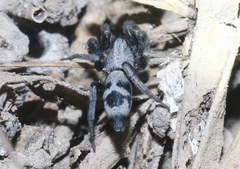 Sergiolus