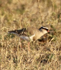 Vanellus coronatus