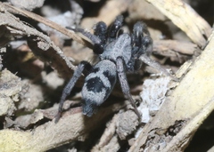Sergiolus