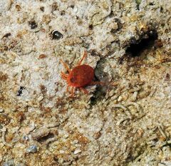 Hydrachnidae