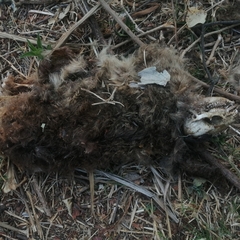 Procavia capensis