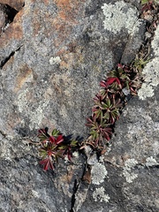 Sibbaldiopsis
