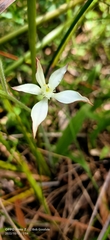 Caladenia marginata