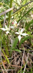 Caladenia marginata