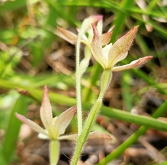 Caladenia marginata