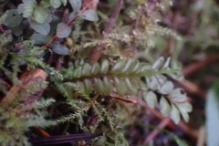 Plagiochila