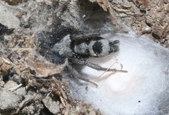 Sergiolus