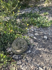 Crotalus oreganus