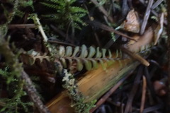 Plagiochila