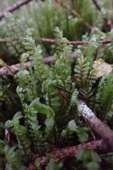 Plagiochila