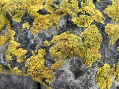 Xanthorioideae