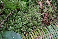 Plagiochila